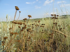Tanacetum achilleifolium