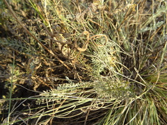 Tanacetum achilleifolium