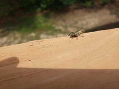 Melanoplus punctulatus