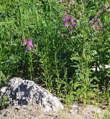 Chamaenerion angustifolium