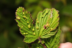 Dasineura ulmaria