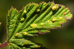 Dasineura ulmaria
