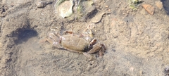 Macrophthalmus