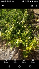 Phyllodoce glanduliflora