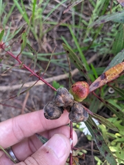 Stillingia sylvatica