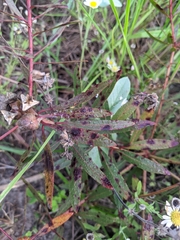 Stillingia sylvatica