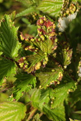 Dasineura ulmaria