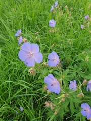 Geranium pratense