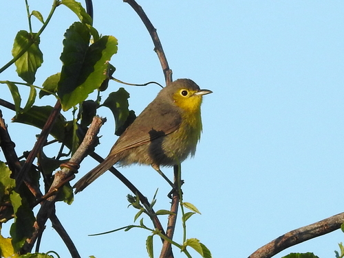 Oriente Warbler (Teretistris fornsi), photo 10