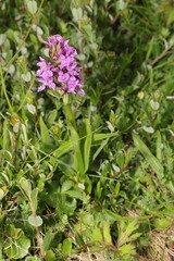 Dactylorhiza praetermissa