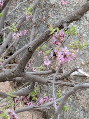 Androloma disparata