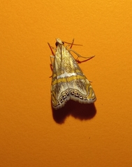 Euchromius anapiellus