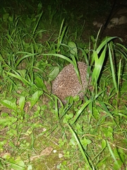 Erinaceus roumanicus