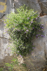 Campanula tommasiniana