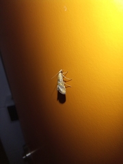 Euchromius anapiellus