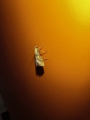 Euchromius anapiellus