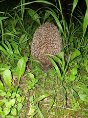 Erinaceus roumanicus