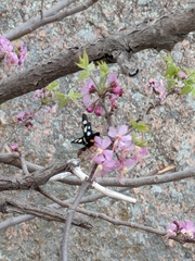 Androloma disparata