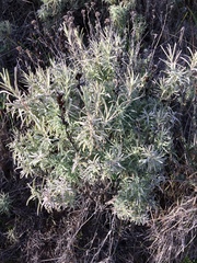 Castilleja grisea