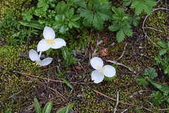 Weldenia candida