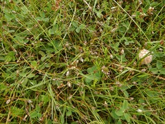 Eleocharis quinqueflora