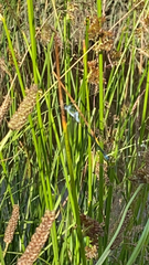 Lestes sponsa