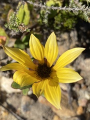 Arctotis angustifolia