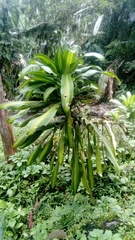 Dracaena fragrans