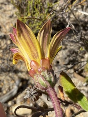 Arctotis angustifolia