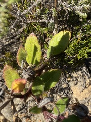 Arctotis angustifolia