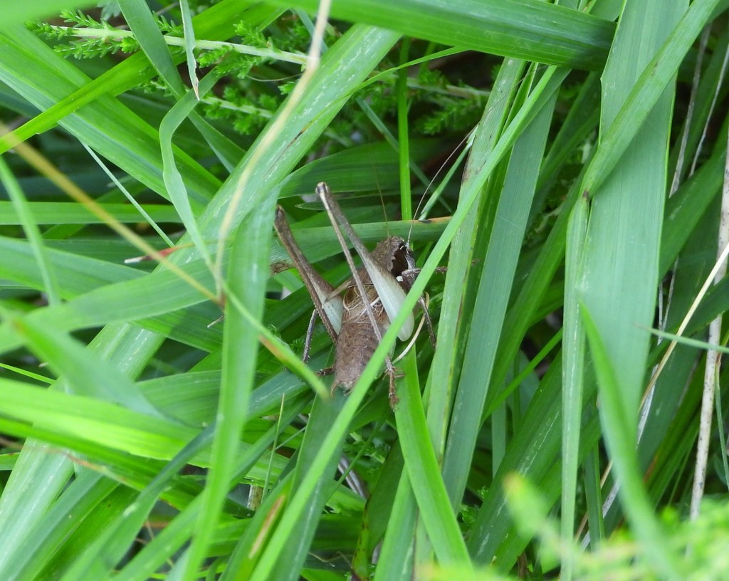 Littoral Dark Bush-cricket