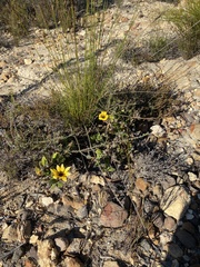 Arctotis angustifolia