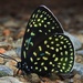 Gossamer-winged Butterflies - Photo (c) Marco Zozaya, some rights reserved (CC BY-NC), uploaded by Marco Zozaya