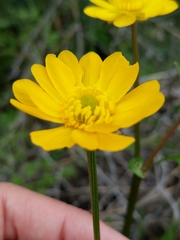 Ranunculus macranthus