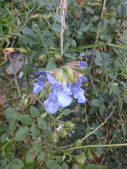Salvia ringens