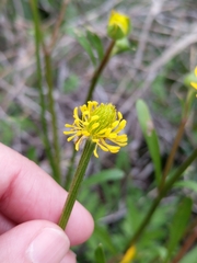 Ranunculus macranthus