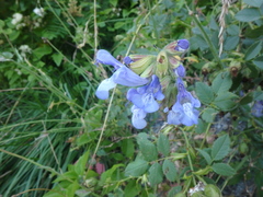 Salvia ringens