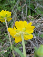 Ranunculus macranthus