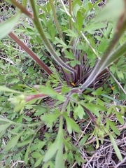 Ranunculus macranthus