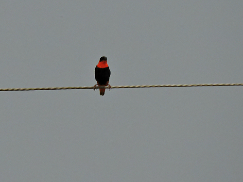 Northern Red Bishop