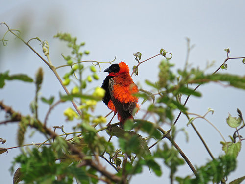 Northern Red Bishop