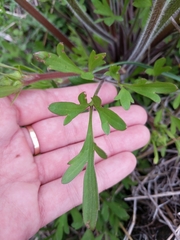Ranunculus macranthus