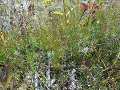 Eleocharis albida