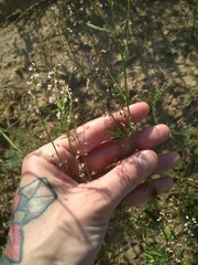 Melilotus wolgicus