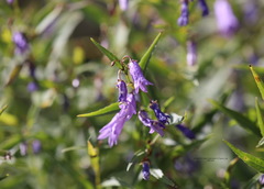 Campanula tommasiniana