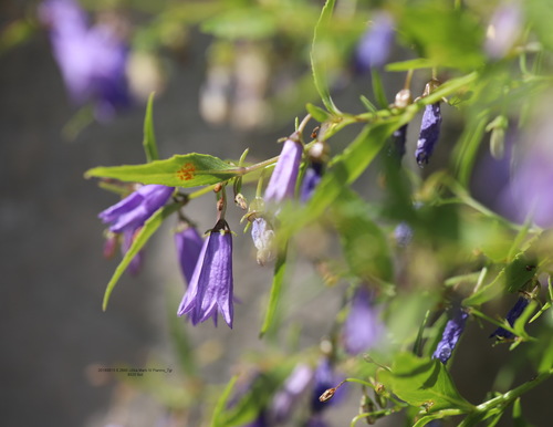 Tommasini's campanula (Campanula tommasiniana)