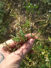 Melilotus wolgicus