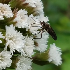 Rhamphomyia