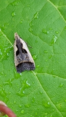 Dichomeris bilobella
