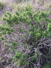 Galium catalinense acrispum